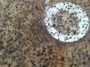 Baby Tadpoles