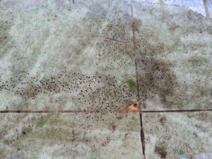 Frog Eggs