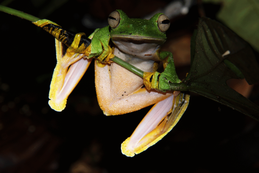 FRACTS! : Flying Frogs?!?!?